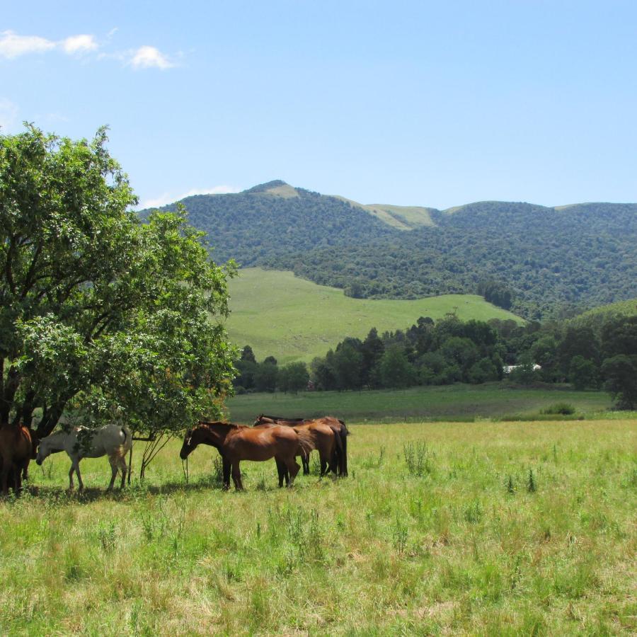 Old Pine Cabin Karkloof Yarrow Екстериор снимка
